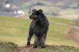 PUMI 005